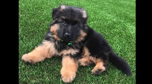 Meet your Posher, Queen